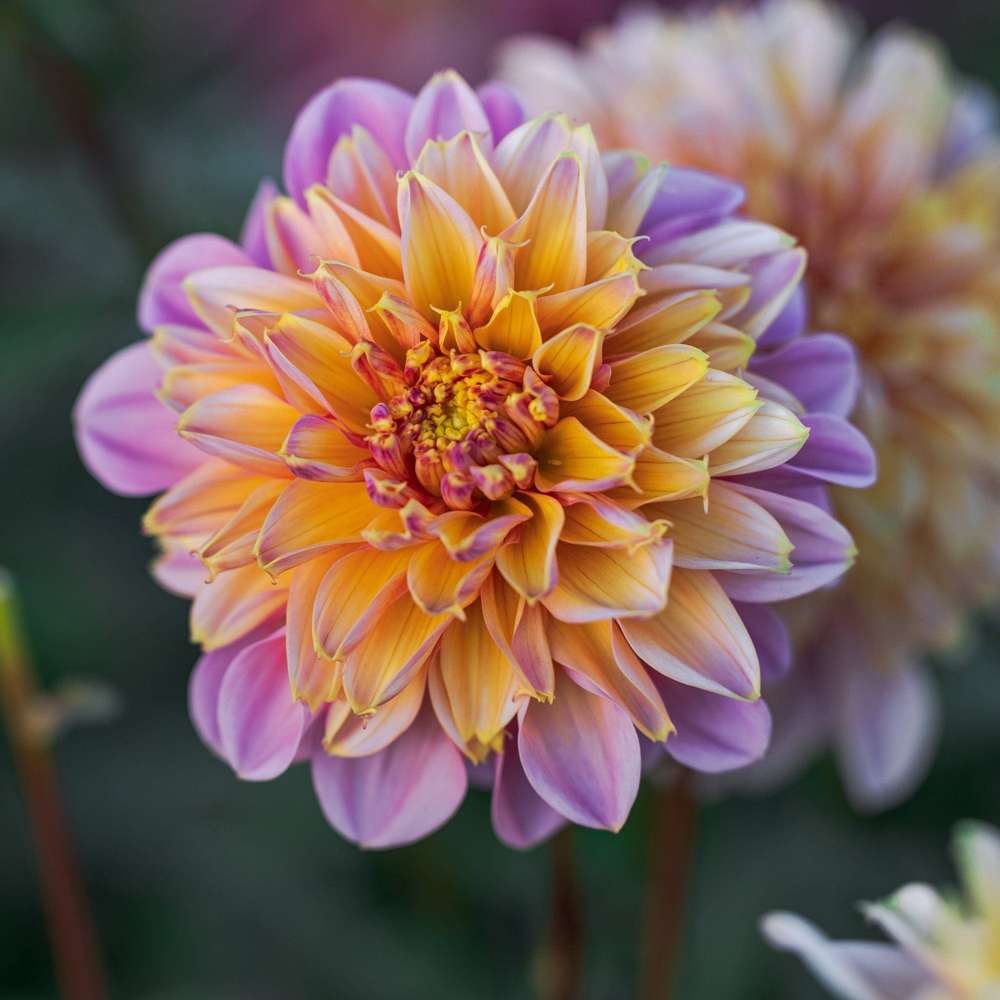 Dahlia 'Life style'